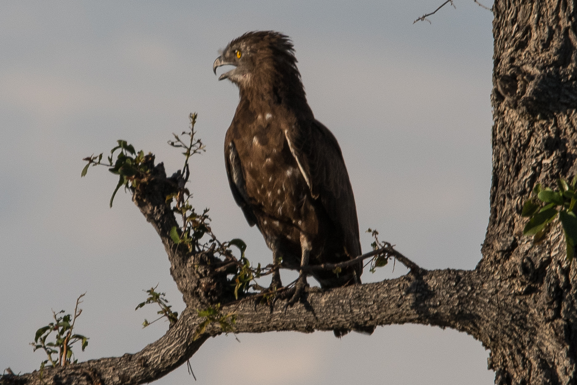 Circaète brun (Brown snake eagle, Circaetus cinereus), juvénile scrutant une proie depuis son perchoir, Shinde concession, Delta de l'Okavango, Botswana.